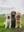 bo-evi-tes-thelabradoodles