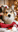 piksithecorgiboy
