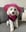 billiecavapoo