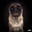 notorious-ted