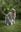 trevor-thewolfhound