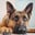 buddy-thegsd