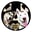thehusky-laska