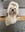 beartheshihtzu