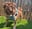 pugsbullyboerboel