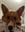 ramen-the-corgi-1