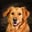 hulphond.joris