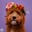 labradoodle.doortje