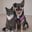 the_pet_detectives