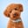 koda.the.poodle
