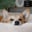 thatcorgisawyer
