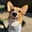 laszlo.the.corgi