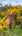 Poppy