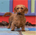 Harrison - GCH CH GRD's v MoonLight's Man In Tails MW CGC TL-1