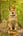 Pip