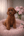 Toypoodle Nederland