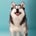 pomsky.akyra