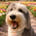 ruffothesheepadoodle