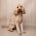 bumble_bea_the_cockapoo