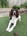 arlo_the_adventure_spaniel