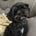 tippytheshihpoo