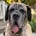 demi.the.mastiff