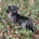 wirehaired.winston