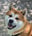 barkguild