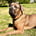 zeusbigdogreviews