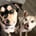 muttskyclub
