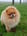 lifeofmypombuddy
