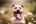 jack-amstaff
