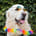 bodhithegoldenretriever