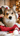 piksithecorgiboy
