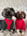 truffles-myrtle-thecockapoos