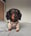 alfiethedachshund
