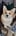 corgi-teddy-mattake
