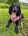 a-sprocker-called-rosie