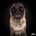 notorious-ted