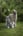 trevor-thewolfhound