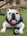 jack-bauer-the-bulldog