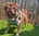 pugsbullyboerboel