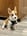 milocutestcorgi