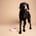 moos-the-black-lab