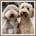 dutch-labradoodles