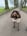 alfie-the-cockapoo-22
