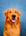 rocketgoldenretriever