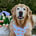 rosebudgoldengirl