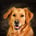 hulphond.joris
