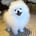 loki_a_pomeranian